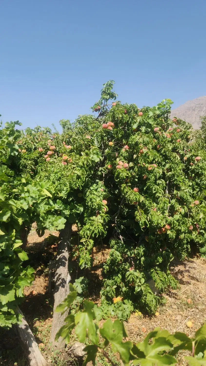 باغ ثمری سی سخت با ویوی عالی|فروش زمین و ملک کلنگی|سی‌سخت, |دیوار