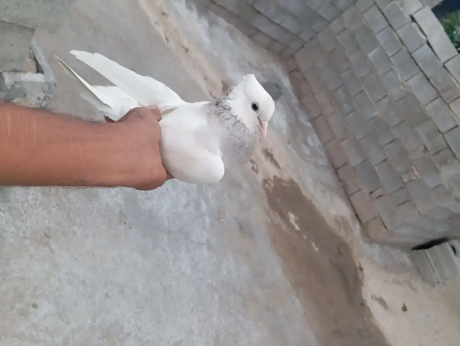 کفتر ها عالی|پرنده|میناب, |دیوار