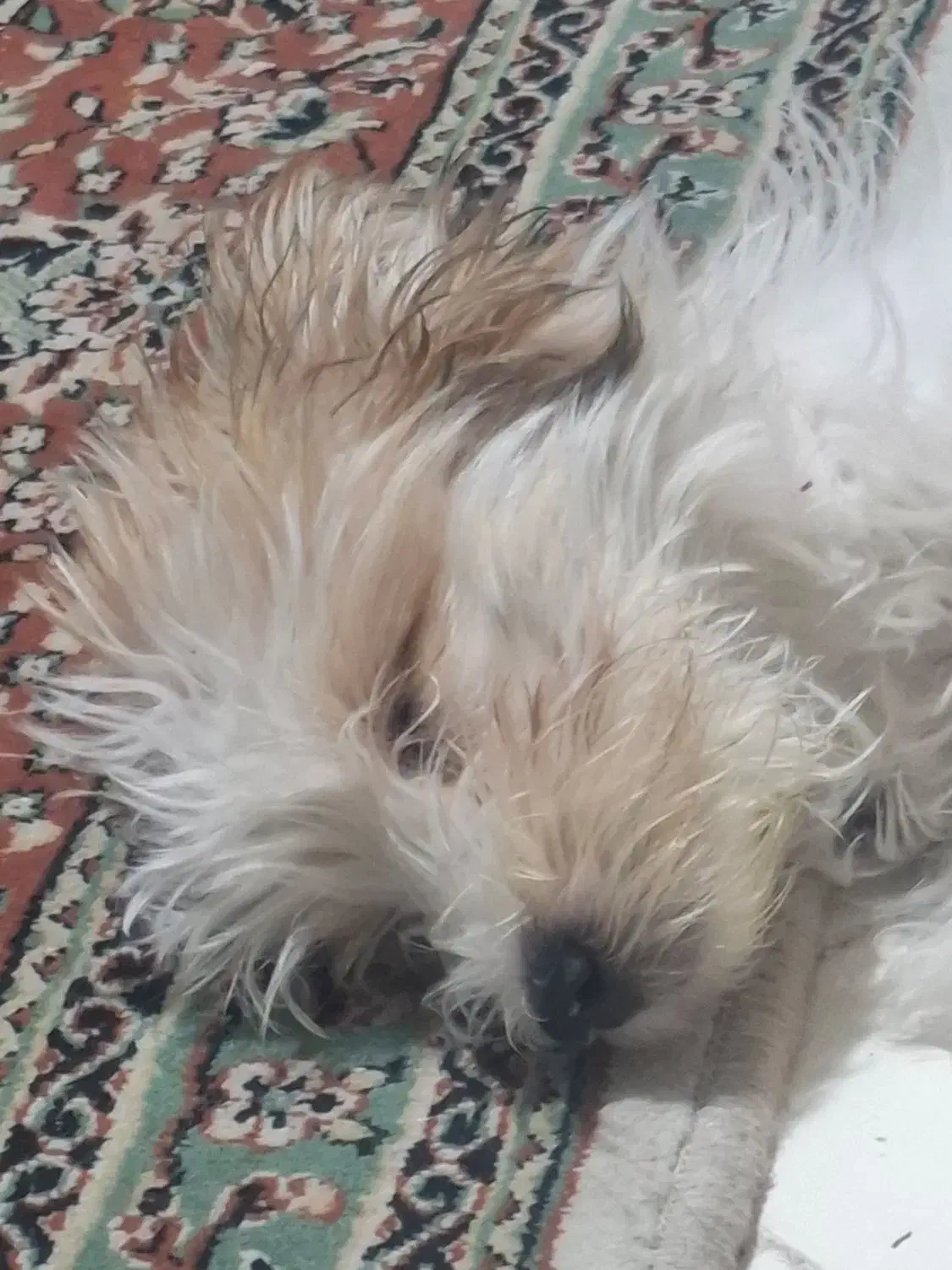 واگذاری سگ|سگ|کرمان, |دیوار