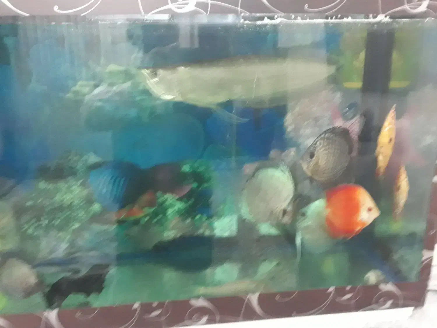 ماهی|ماهی|مشهد, نوده|دیوار