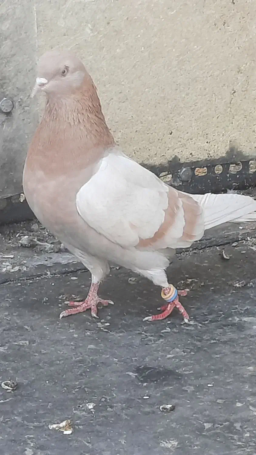 کفتر کبوتر|پرنده|تهران, خانی آباد نو شمالی|دیوار