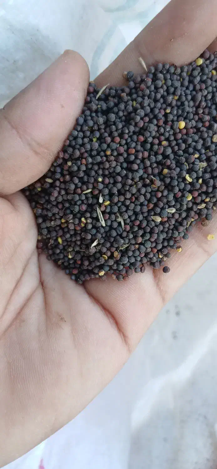 کلزا|گل و گیاه طبیعی|انبارآلوم, |دیوار