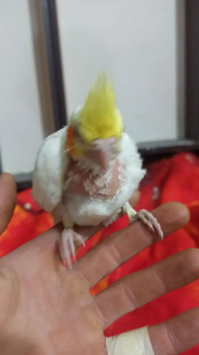 عروس هلندی|پرنده|مشهد, بهمن|دیوار