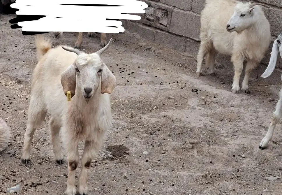 بز آبستن سر مایع|حیوانات مزرعه|بافت, |دیوار