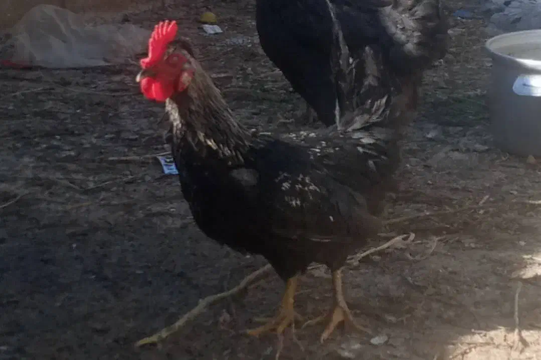 جوجه خروس محلی|حیوانات مزرعه|شیراز, شهرک صنعتی شیراز|دیوار