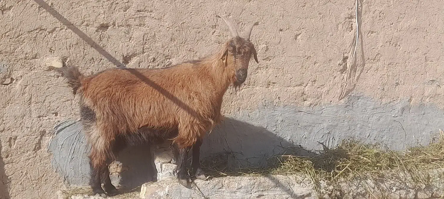 بز سالم و چاق|حیوانات مزرعه|تربت جام, میان جام|دیوار