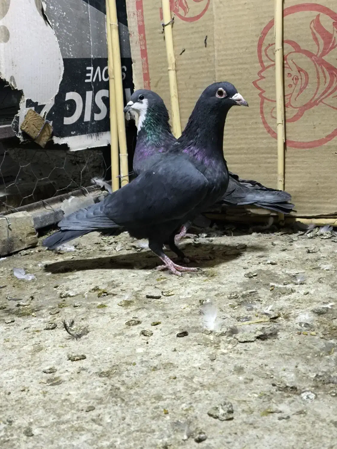 سه عدد نر زاغ کرمانی ریش و سرخ|پرنده|زاهدان, |دیوار