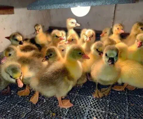 فروش غاز یک روزه|حیوانات مزرعه|قائم‌شهر, |دیوار