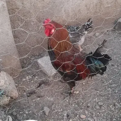 خروس|حیوانات مزرعه|شوشتر, |دیوار