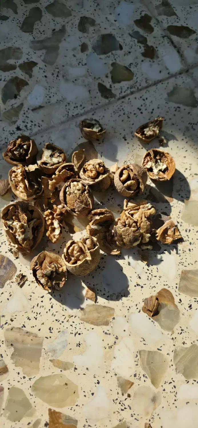 گردو خشک|عمدهفروشی|شیراز, گویم|دیوار