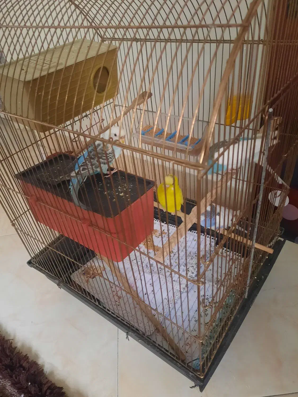 مرغ عشق|پرنده|تهران, شهرک طالقانی|دیوار