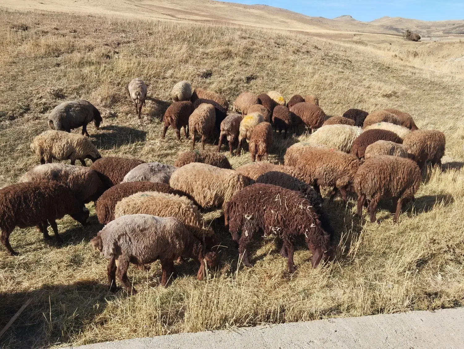 گوسفندا نر  درجه یک باب داشت|حیوانات مزرعه|بلبان آباد, |دیوار