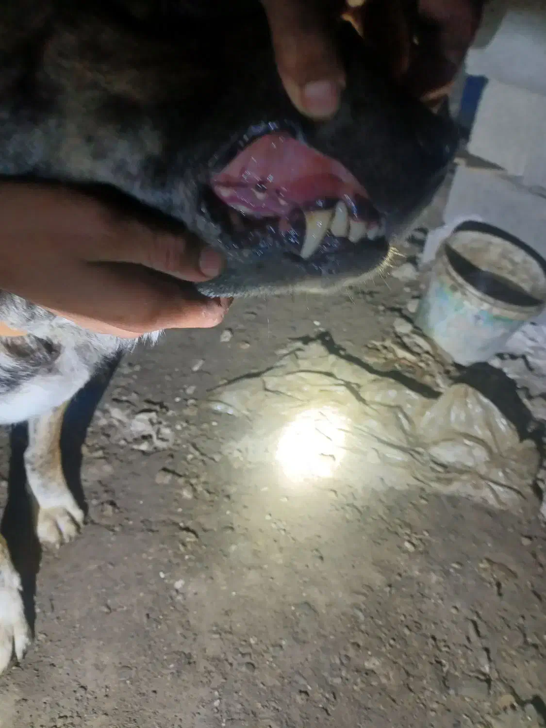 کوسفندی|حیوانات مزرعه|مشهد, میان ولایت|دیوار