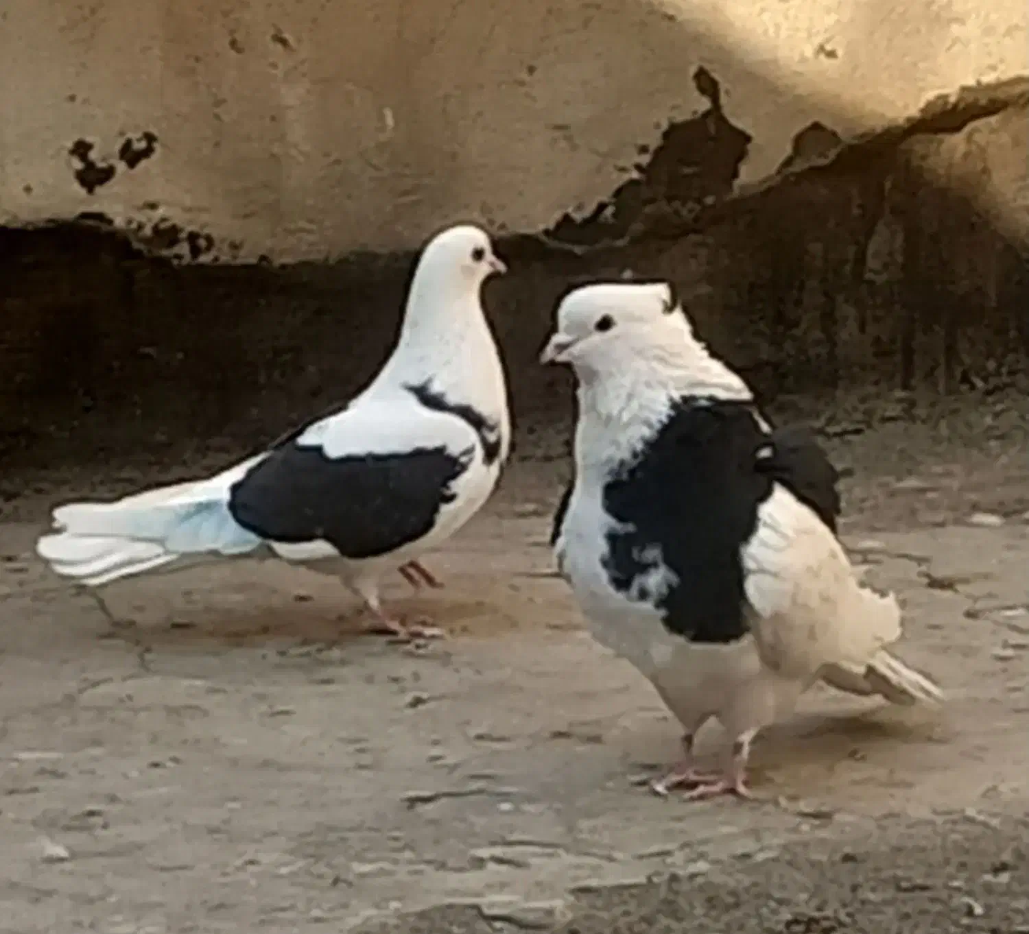 کفتر ابلغ تیک پاره|پرنده|تهران, مسعودیه|دیوار