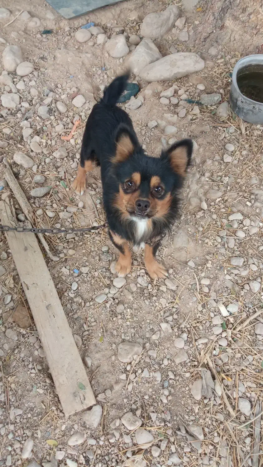 سگ پاکوتاه فروشی|سگ|برازجان, |دیوار