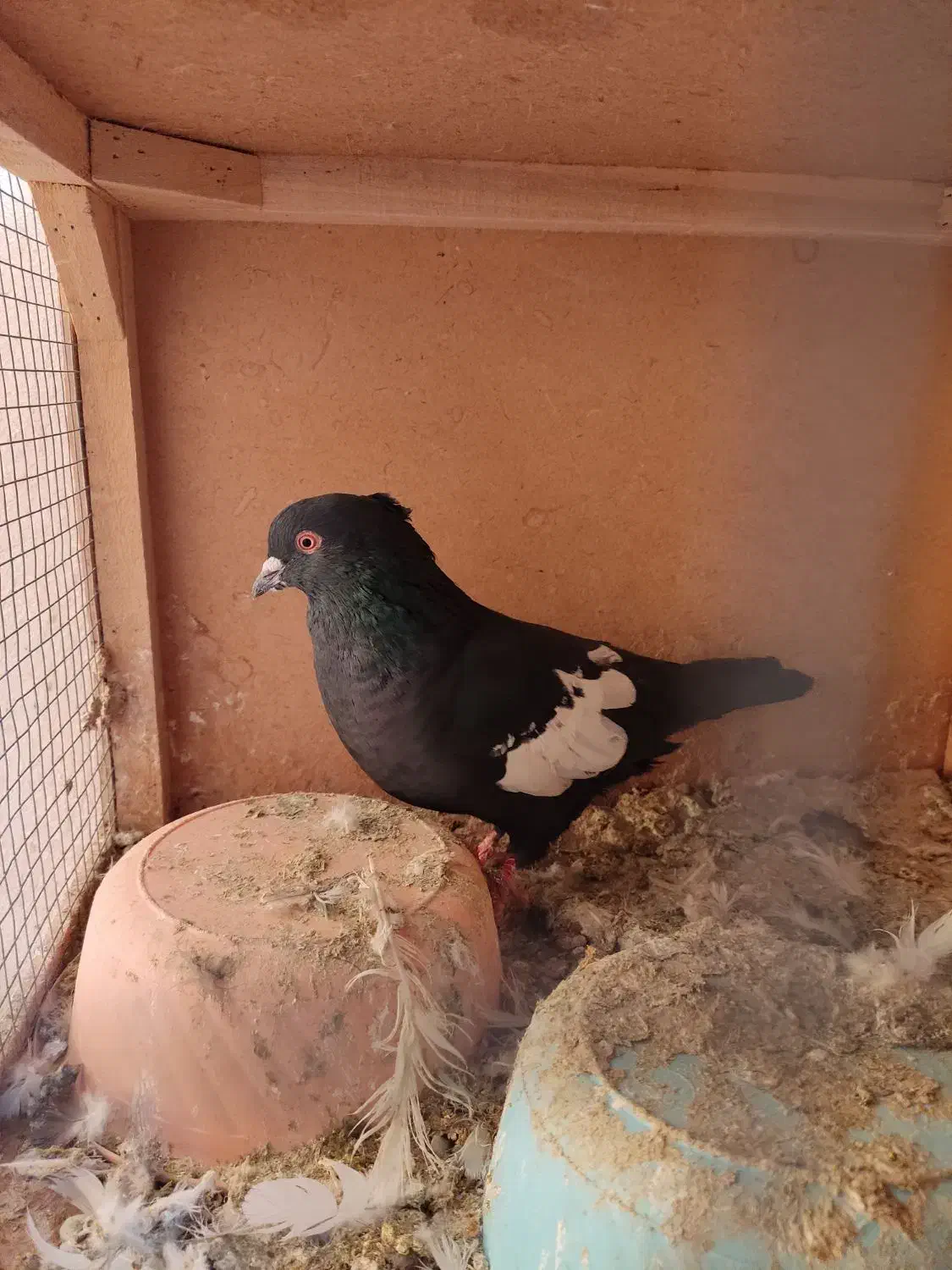 کبوتر|پرنده|مرودشت, کناره|دیوار