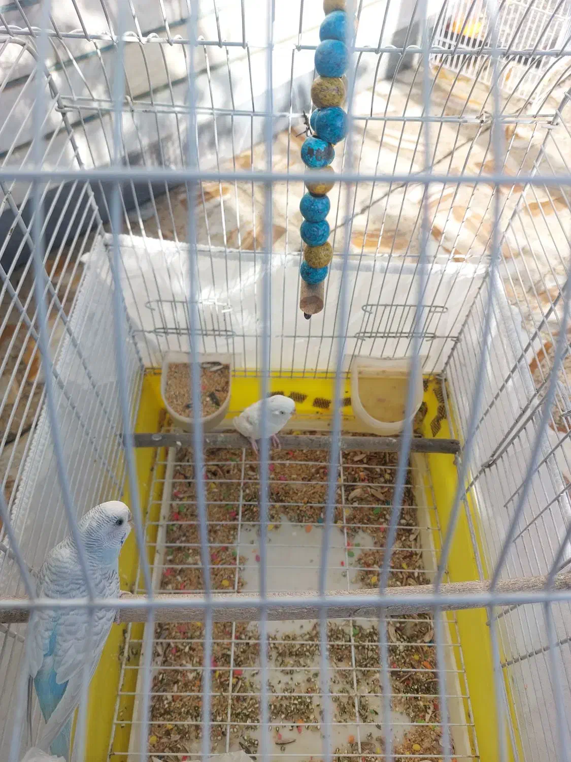 یک جفت مرغ عشق|پرنده|لردگان, |دیوار