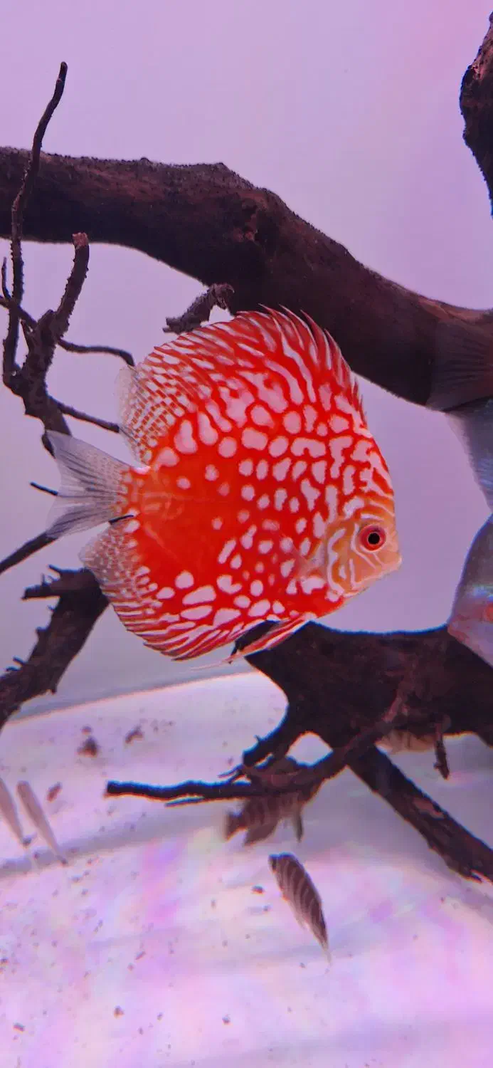 دیسکس|ماهی|تهران, جوانمردان (اندیشه)|دیوار