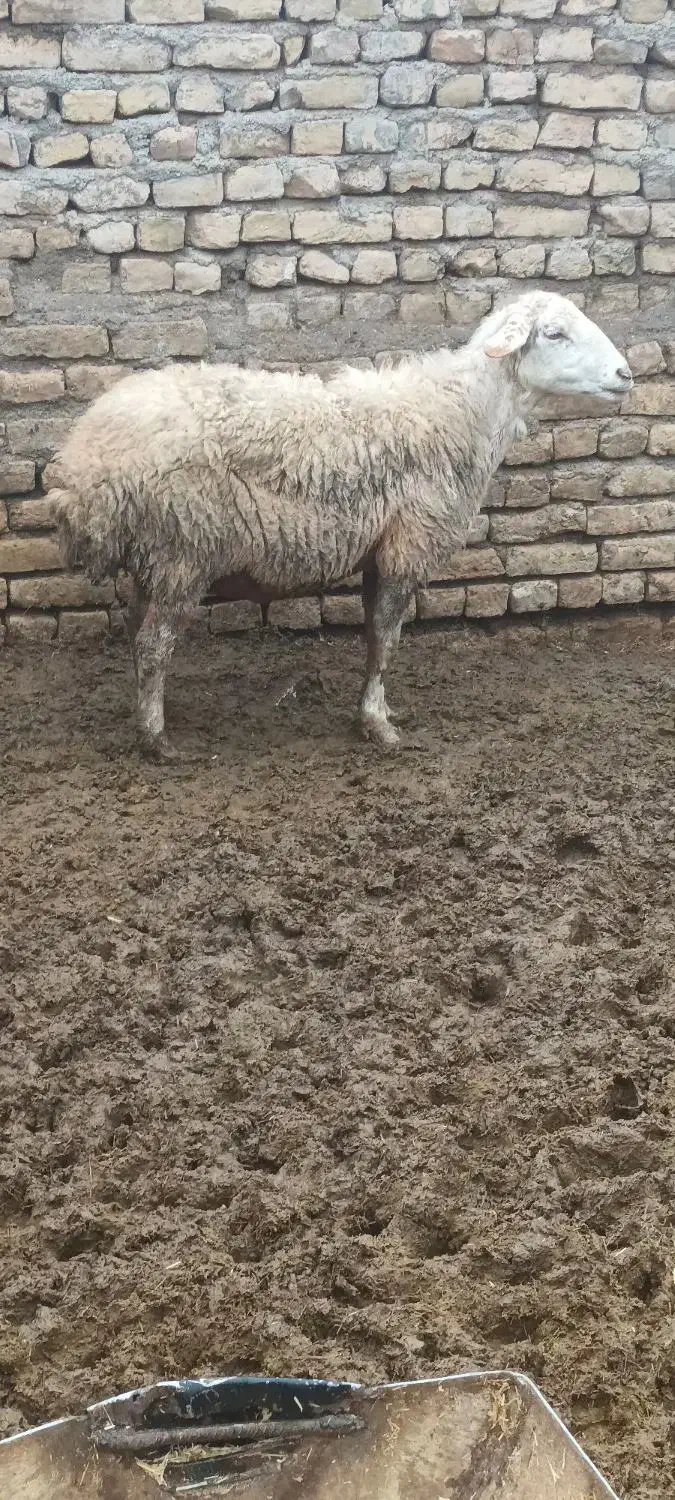 میش بز|حیوانات مزرعه|تربت‌حیدریه, پائین ولایت|دیوار