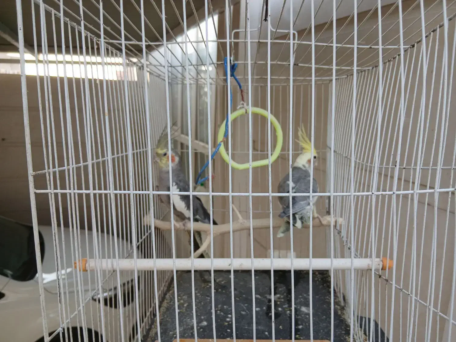 عروس هلندی|پرنده|خورموج, |دیوار