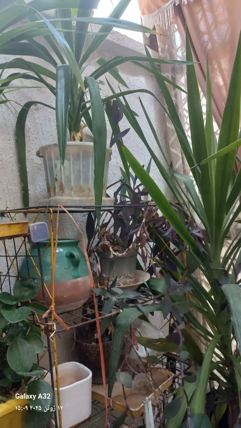 گل طبیعی|گل و گیاه طبیعی|صدرا-فارس, فاز ۲|دیوار