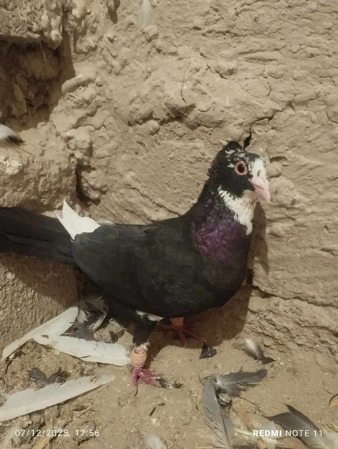 پلنگ سیاه ماده|پرنده|هامون, |دیوار