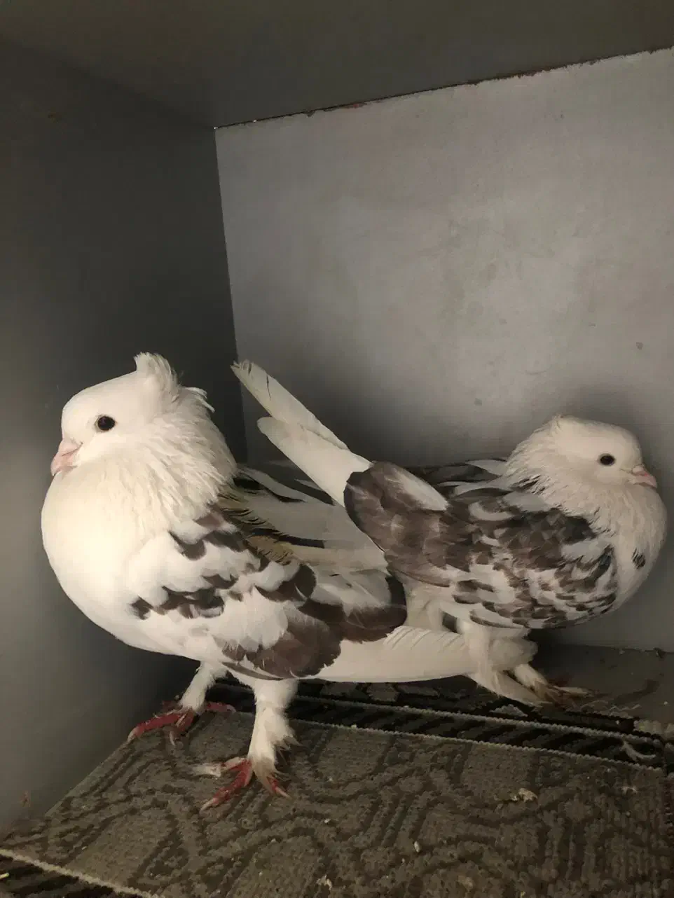 کبوتر نقش و پرشی|پرنده|گرمسار, |دیوار