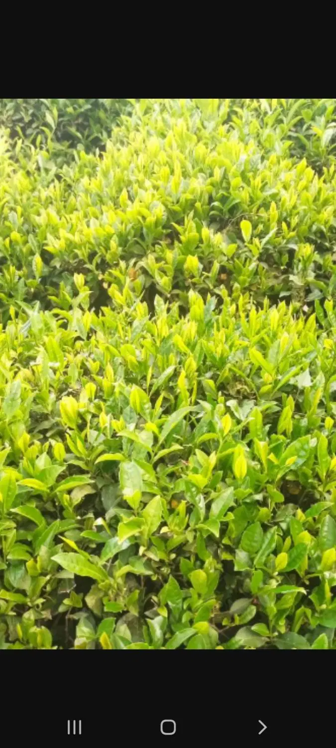 چای درجه یک|خوردنی و آشامیدنی|لاهیجان, کوی زمانی|دیوار