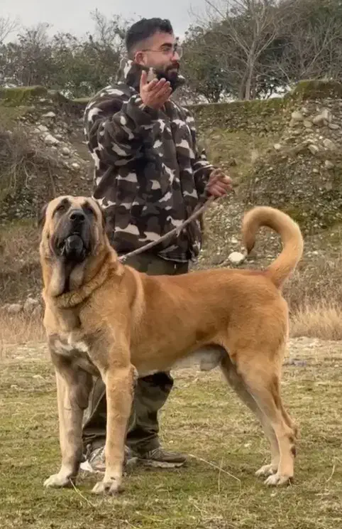 توله سرابی|سگ|میلاجرد, |دیوار