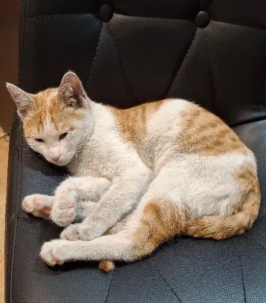 گربه پیدا شده|حیوانات|رشت, حسین آباد|دیوار