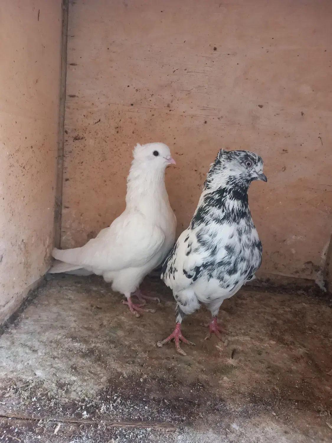 کبوتر|پرنده|شاهرود, |دیوار