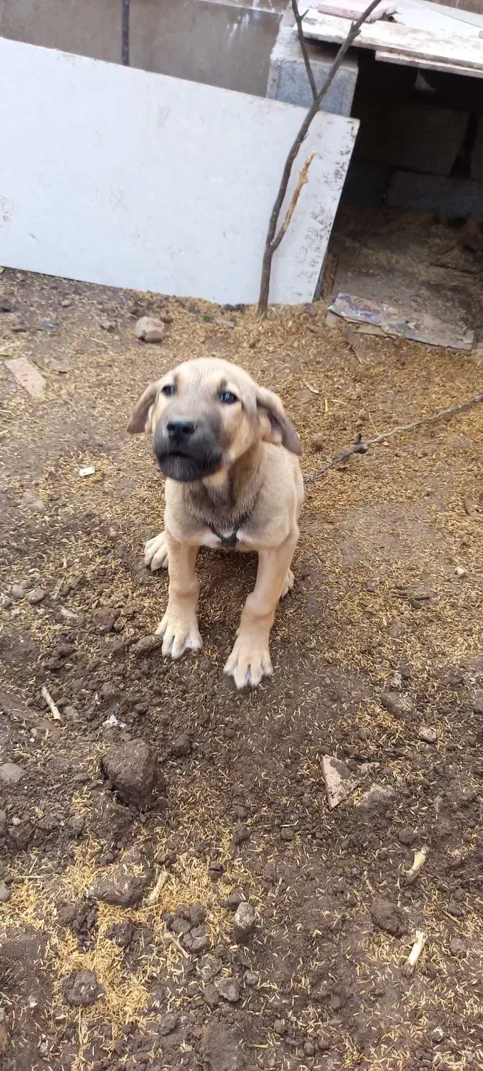 سگ اصل سرابی|سگ|عباسآباد, |دیوار