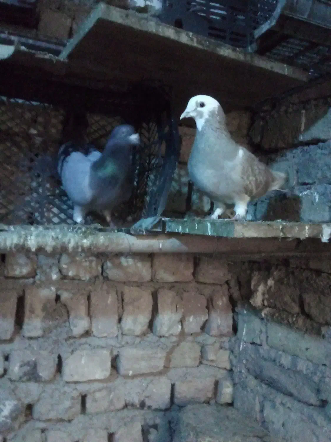 کبوتر|پرنده|آبیک, |دیوار