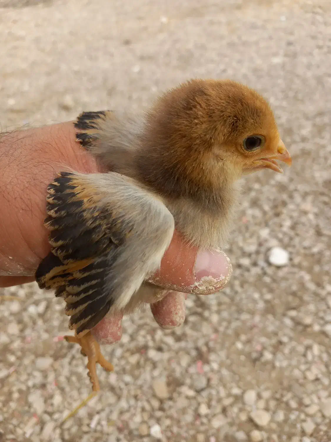 جوجه محلی اصل تضمینی|حیوانات مزرعه|فیروزآباد (فارس), |دیوار