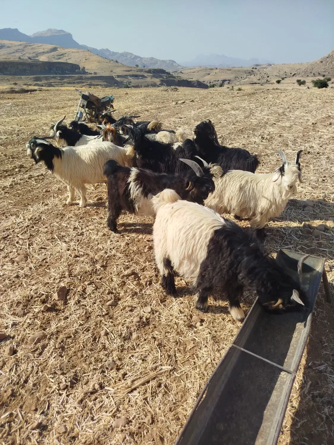 بیگ دوبوری داشتی|حیوانات مزرعه|لالی, |دیوار