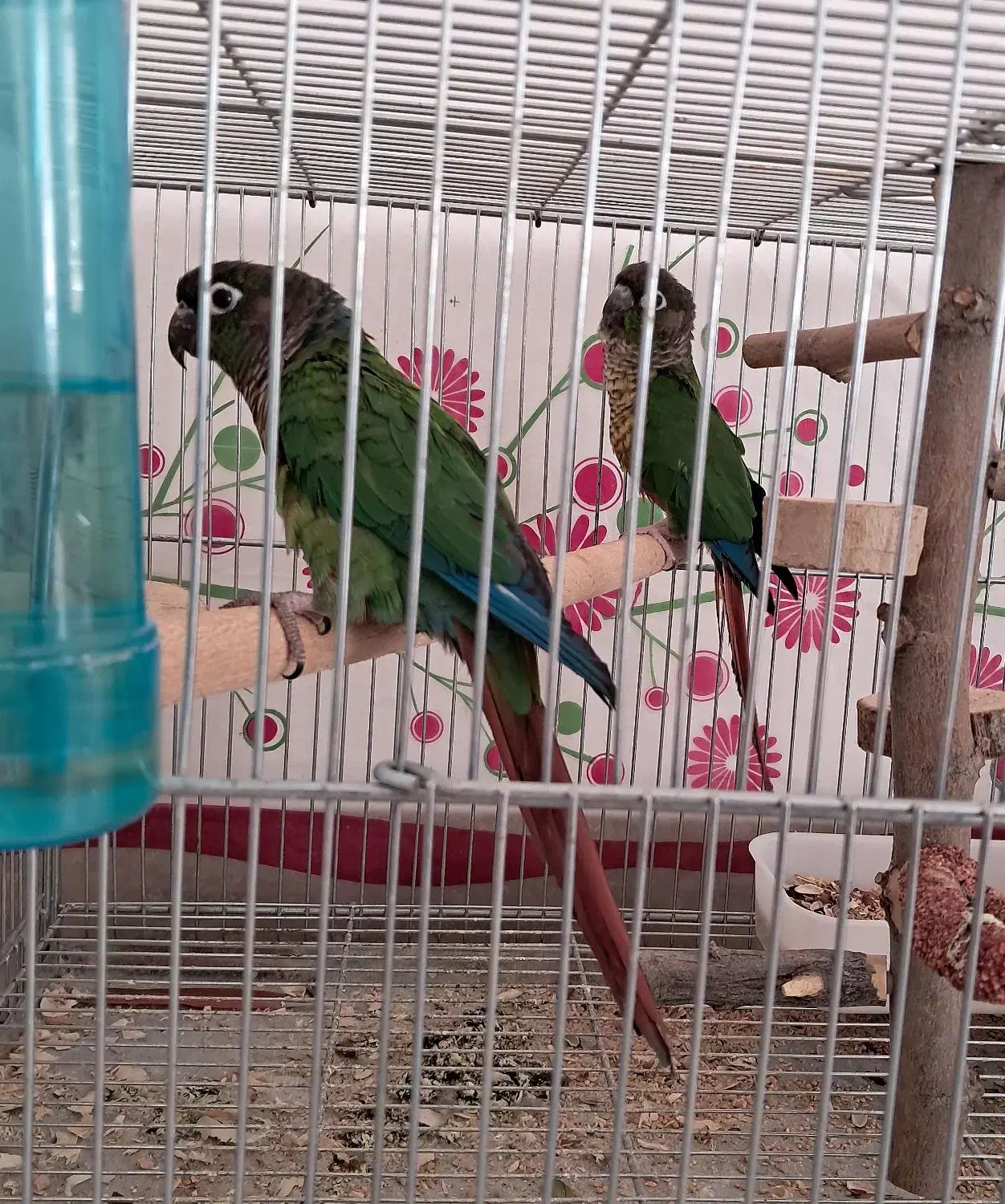 جفت طوطی گرینچیک|پرنده|شیراز, حومه شیراز|دیوار