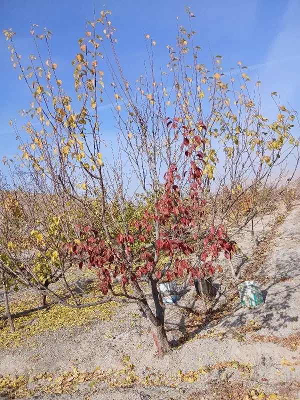 هرس کاری|خدمات باغبانی و درختکاری|تبریز, |دیوار