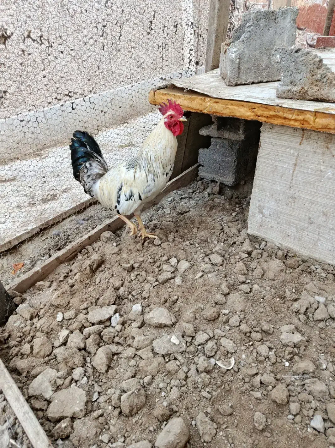 خروس محلی|حیوانات مزرعه|قشم, |دیوار