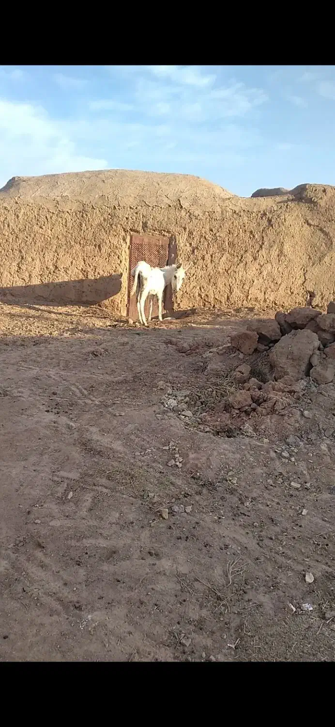 الاغ وخر گله ای|حیوانات مزرعه|تربت جام, جامرود|دیوار