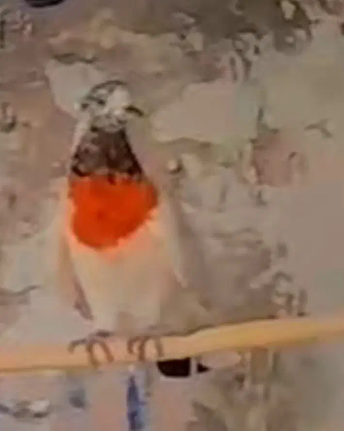 کفتر گم شده|پرنده|کاشان, مشکات|دیوار