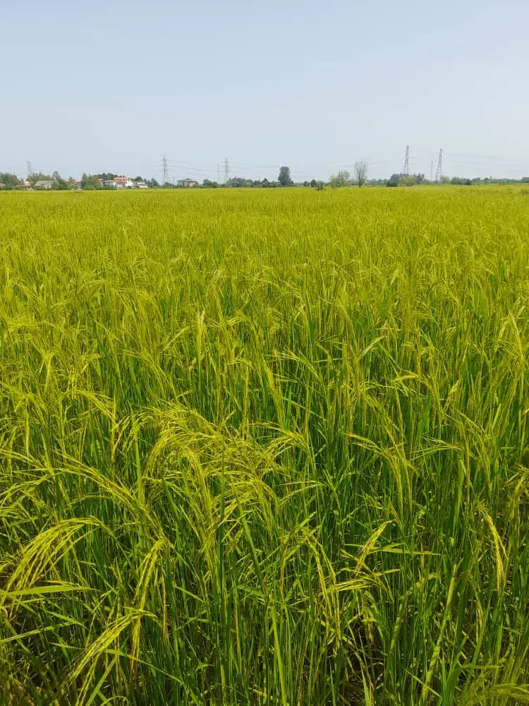 ۳هزارمتر زمین کشاورزی سیابیل ،رضوانشهر|فروش زمین و ملک کلنگی|رضوانشهر, |دیوار