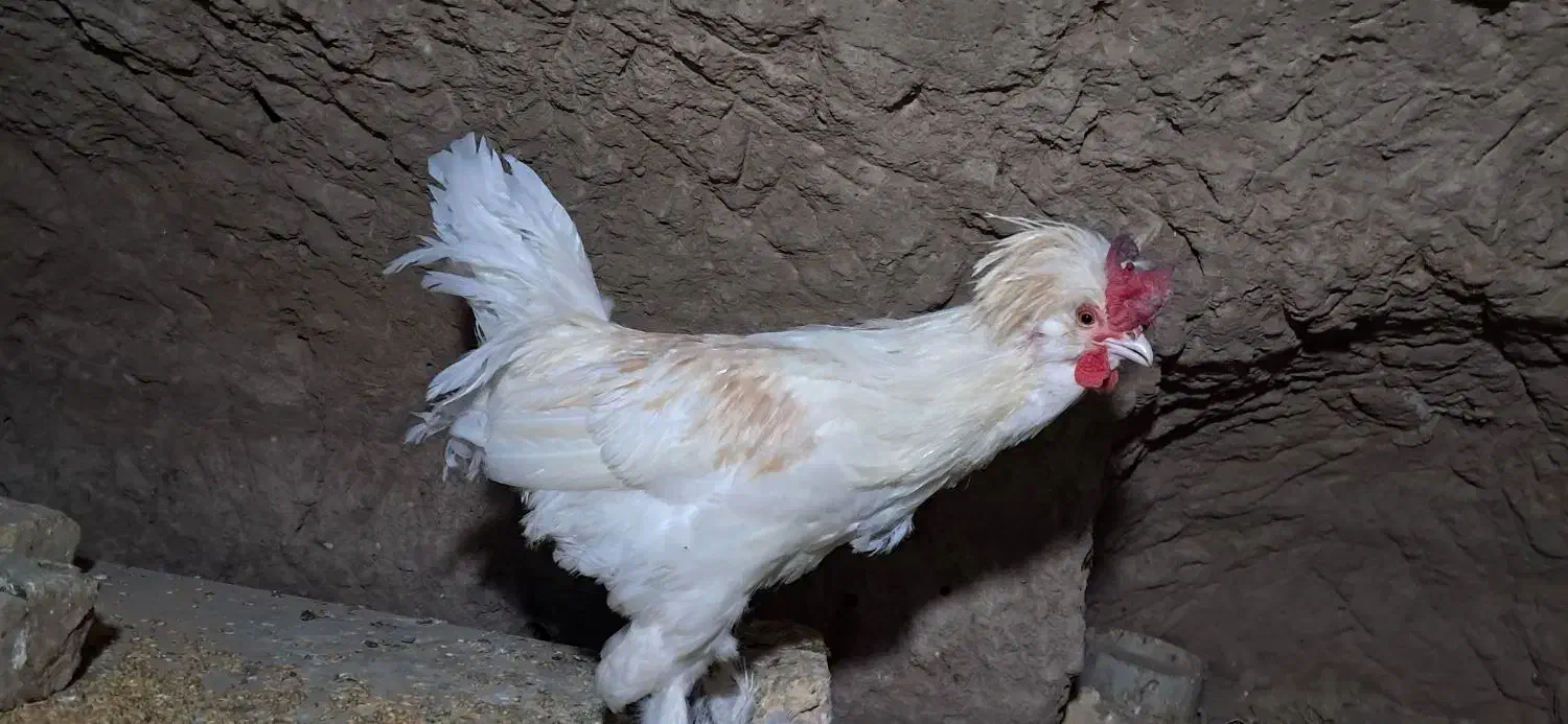 خروس سفید|حیوانات مزرعه|کاشان, میدان کهنه|دیوار