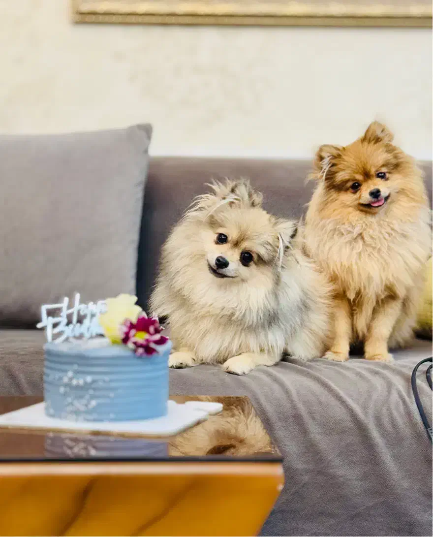 پامرین|سگ|شهرکرد, |دیوار