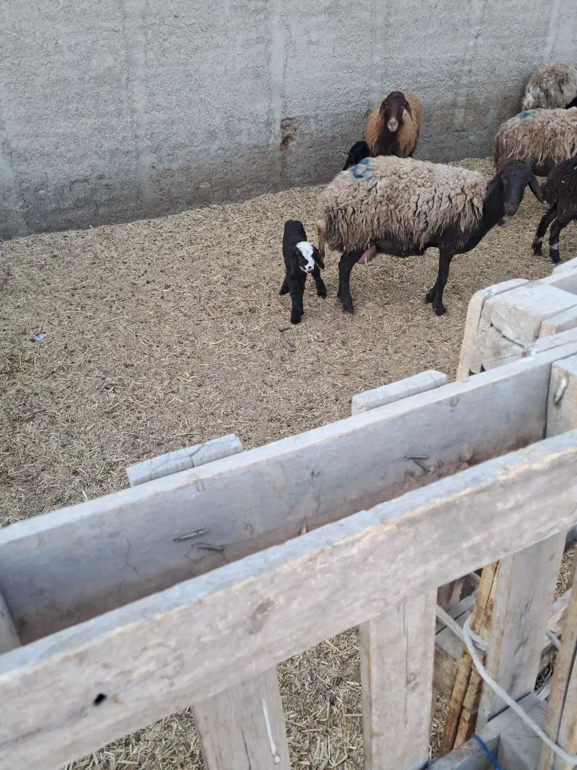 فروش میشو بره|حیوانات مزرعه|باقرشهر, |دیوار