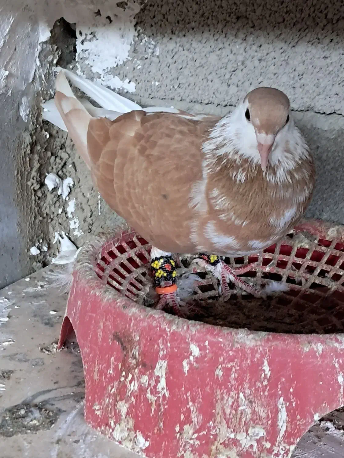 کفتر کبوتر طوقی و س|پرنده|گنبد کاووس, |دیوار