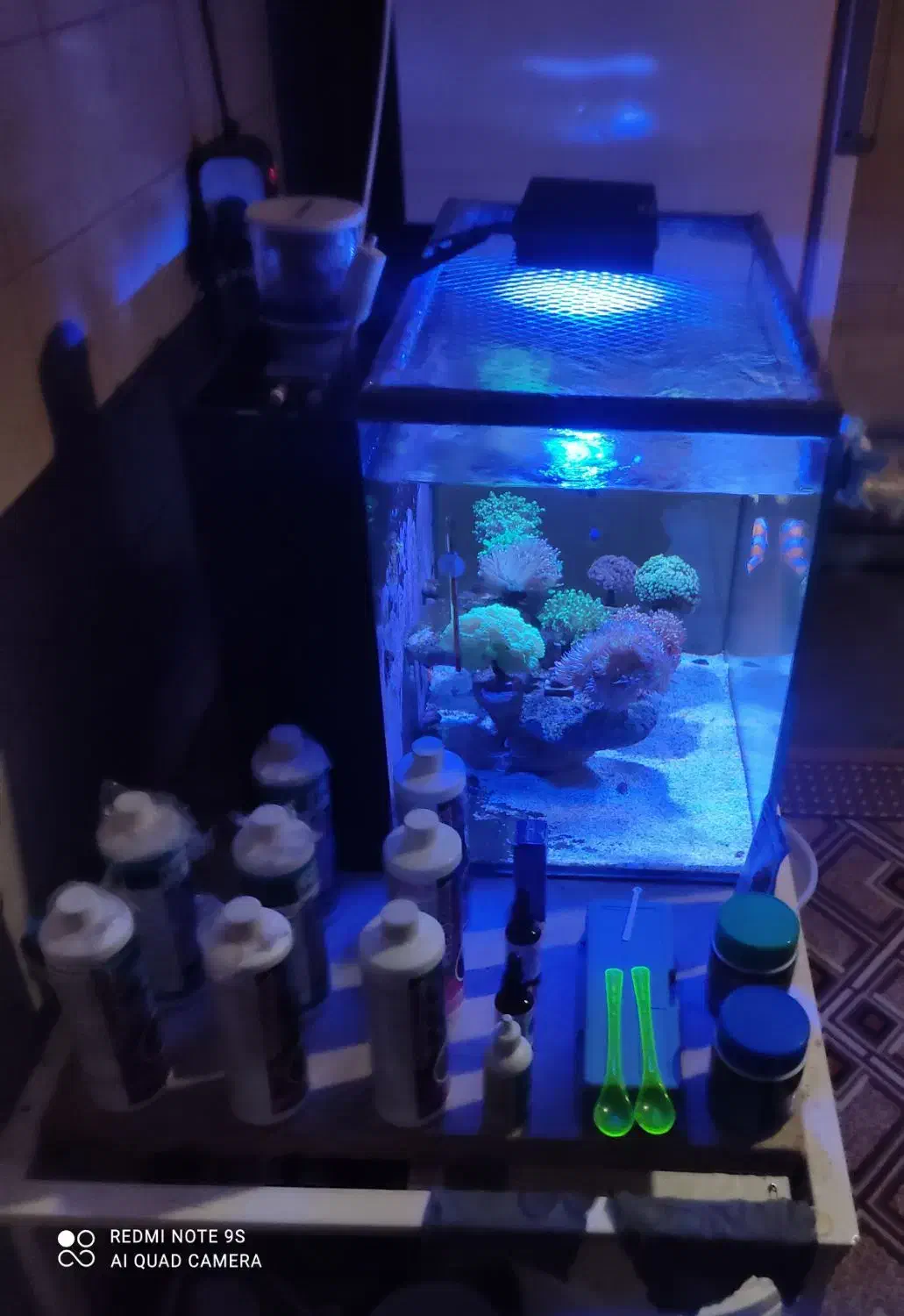 آکواریوم آب شور کامل|ماهی|ری, دیلمان|دیوار