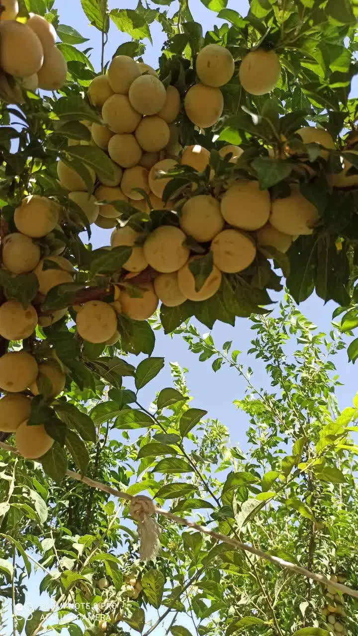 آلو|خوردنی و آشامیدنی|همدان, |دیوار