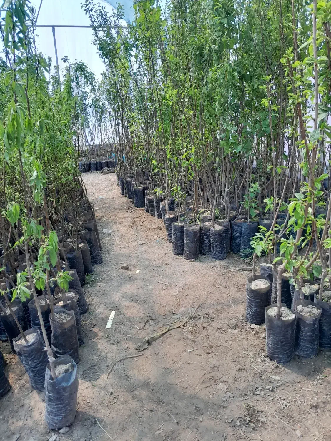 ارقام پایه رویشی و پایه بذری نهال|خدمات باغبانی و درختکاری|اصفهان, بوستان ناژوان|دیوار