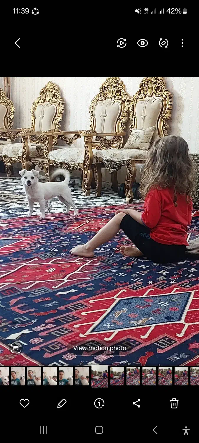 واگذاری سگ|سگ|یاسوج, |دیوار