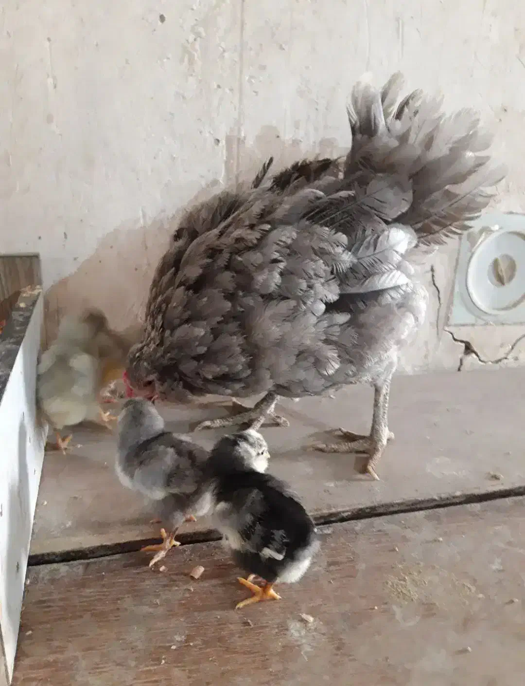 تخم مرغ نطفه دار|حیوانات مزرعه|نورآباد, |دیوار